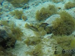 Canthigaster rostrata