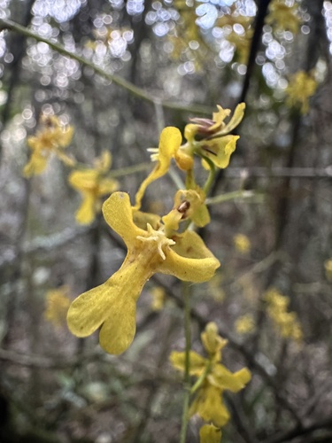 Oncidium ornithorhynchum, photograph 1