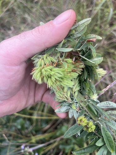 round-headed bush clover