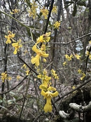 Oncidium ornithorhynchum, photograph (c) Nicolás Baresch Uribe, some rights reserved (CC BY)
