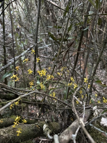 Oncidium ornithorhynchum, photograph 3
