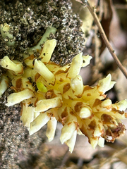 Conopholis americana, photograph (c) Bethany Dennis, some rights reserved (CC BY)