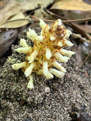 Conopholis americana, photograph (c) Bethany Dennis, some rights reserved (CC BY)