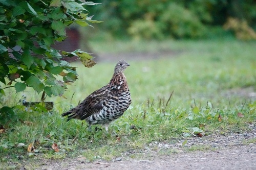 Ruffed Grouse