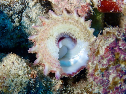 Astralium rhodostoma observed 2026-09-17