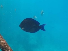 Acanthurus coeruleus