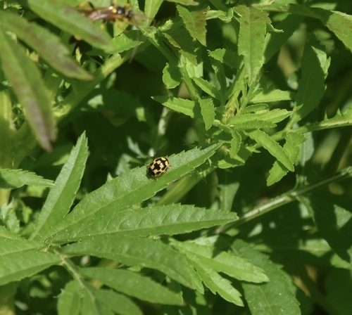 Fourteen-spotted Lady Beetle
