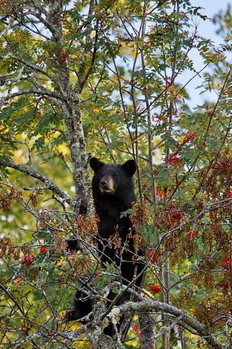 American Black Bear