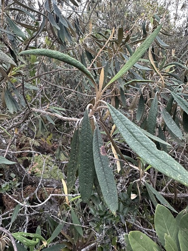 Buddleja incana