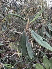 Buddleja incana
