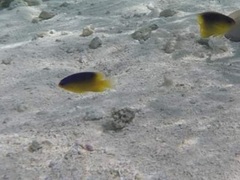 Stegastes leucostictus