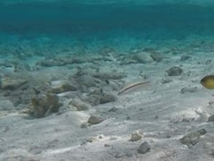 Halichoeres bivittatus