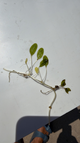 Halophila ovalis observed 2026-09-18