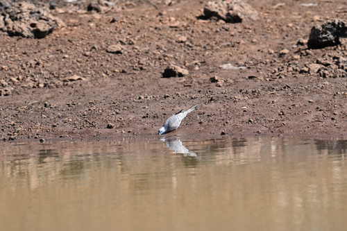 Peaceful Dove