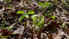 Arisaema amurense