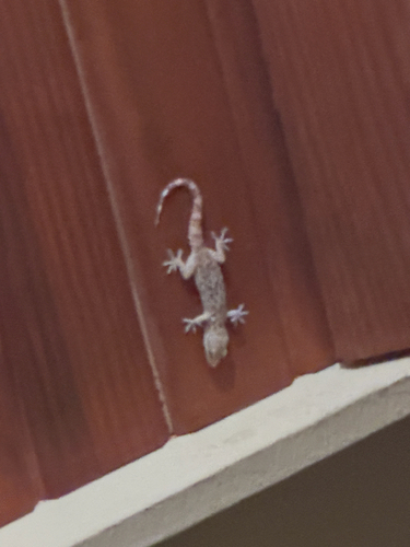 Mediterranean House Gecko