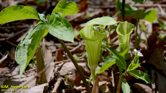 Arisaema amurense
