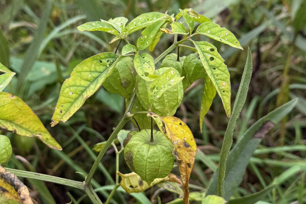 Physalis longifolia; photograph (c) Cole Wolf, some rights reserved (CC BY)