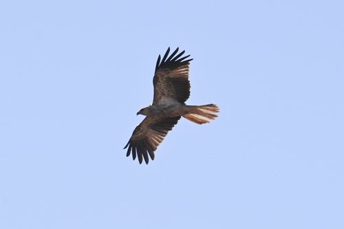 Whistling Kite