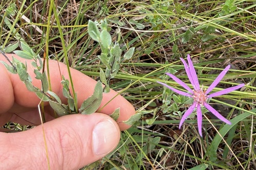 Symphyotrichum sericeum, photograph 4