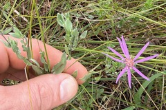Symphyotrichum sericeum, photograph (c) Cole Wolf, some rights reserved (CC BY)