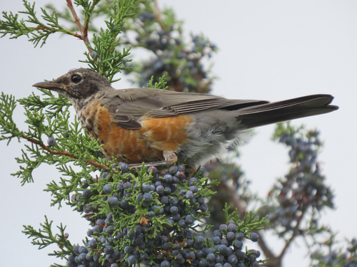 American Robin