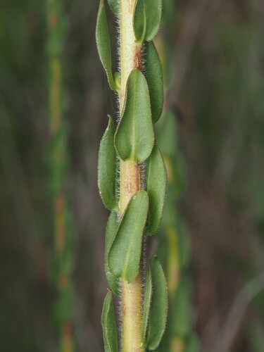 Solidago fistulosa, photograph 3