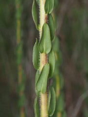 Solidago fistulosa, photograph (c) carter, some rights reserved (CC BY)