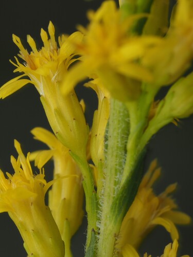 Solidago fistulosa, photograph 2