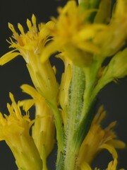 Solidago fistulosa, photograph (c) carter, some rights reserved (CC BY)