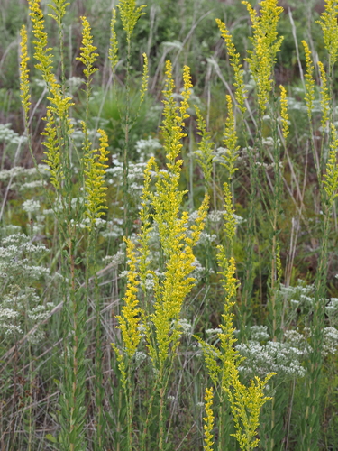 Solidago fistulosa, photograph 1