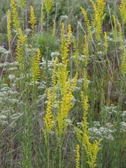 Solidago fistulosa