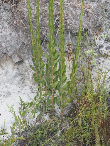 Solidago fistulosa, photograph 4