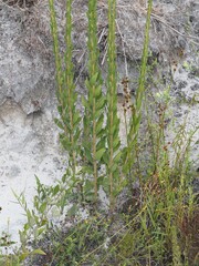 Solidago fistulosa, photograph (c) carter, some rights reserved (CC BY)