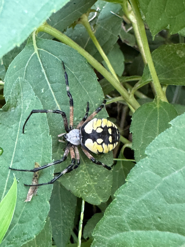 Yellow Garden Spider