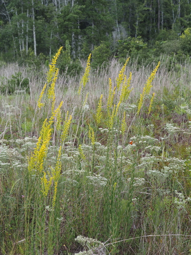 Solidago fistulosa, photograph 5
