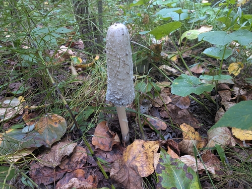 Shaggy Mane