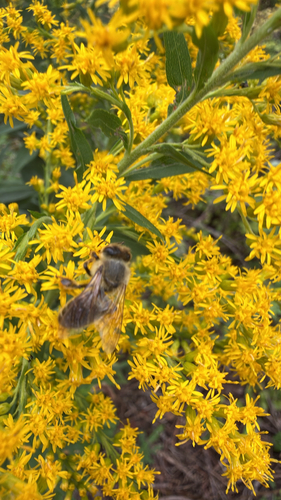 Western Honey Bee