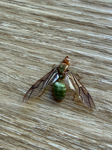 Asian Weaver Ant