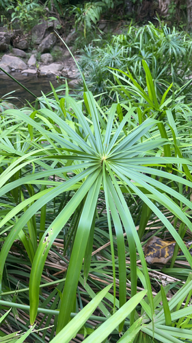 Cyperus alternifolius observed 2026-09-14
