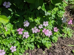 Geranium × oxonianum