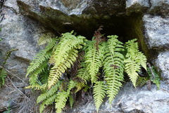 Cranfillia vulcanica