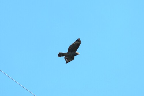 Red-shouldered Hawk