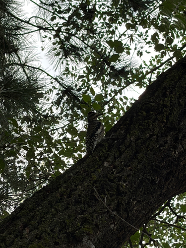 Yellow-bellied Sapsucker