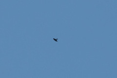 Accipiter nisus