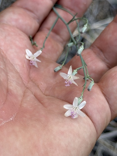 Stephanomeria pauciflora, photograph 1