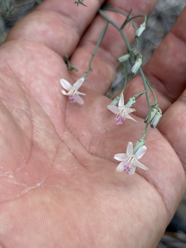Stephanomeria pauciflora, photograph 2