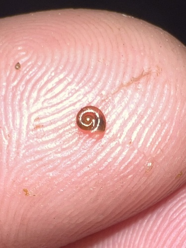 Gyraulus parvus observed 2026-09-17