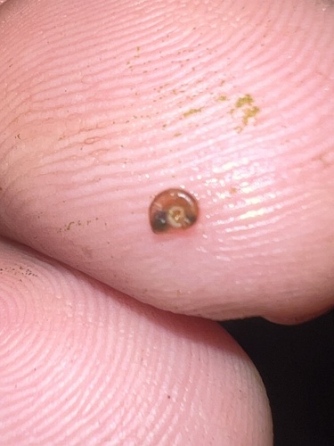 Gyraulus parvus observed 2026-09-17