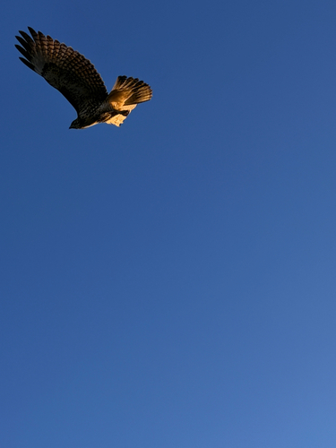 Red-tailed Hawk